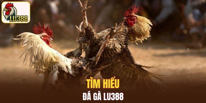 Tìm hiểu sơ lược về đá gà LU388