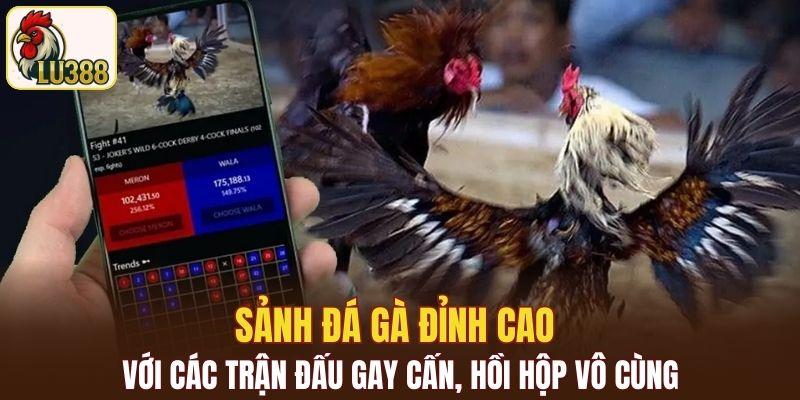 Sảnh đá gà đỉnh cao với các trận đấu gay cấn, hồi hộp vô cùng